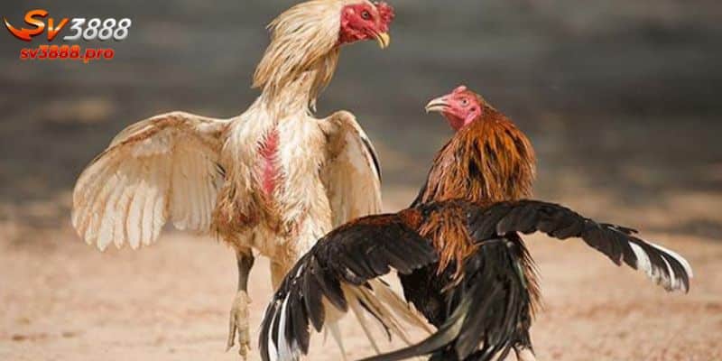 Các bước theo dõi đá gà tại SV388