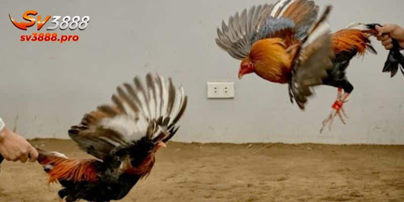 Hình thức mới được hợp pháp hóa