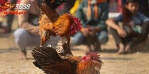 Gà Chọi C1 - Đỉnh Cao Của Nghệ Thuật Chọi Gà Thế Giới