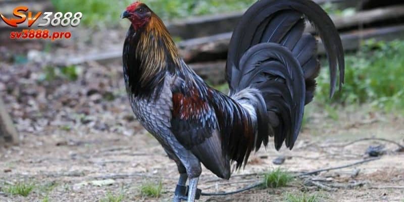 Nguồn gốc của trò chơi đá gà