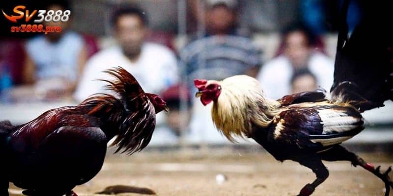 Phân tích chi tiết về gà chọi C1 Thomo