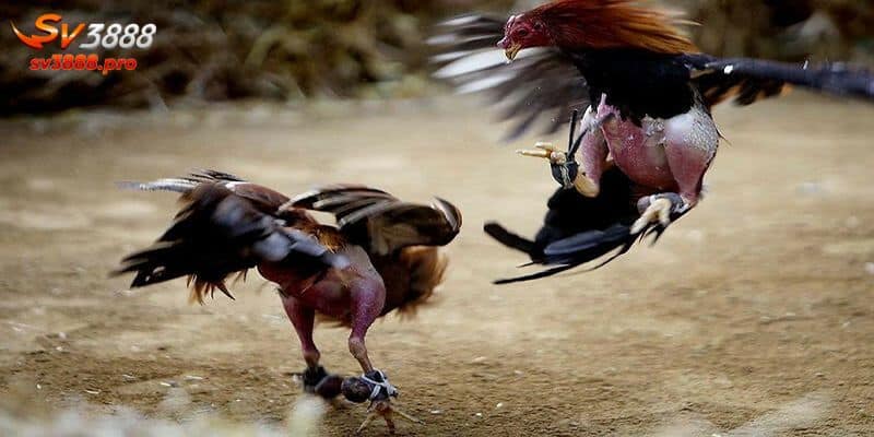 Tips cược đá gà Thomo 67 hay nhất từ cao thủ